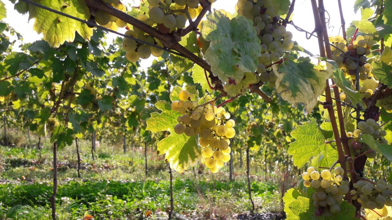 Wein- Und Landhaus S A Pruem Hotel Bernkastel-Kues Luaran gambar